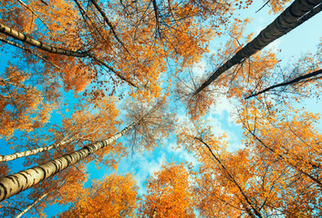 beautiful natural view from below on trunks and tops of birch trees with Golden bright autumn...