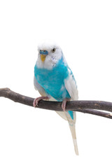 Naklejka premium Blue and white budgie, Budgerigar Bird