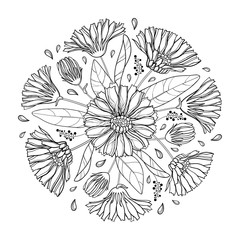 Vector round bouquet of outline Calendula officinalis or pot marigold, bud, leaf and flower in black isolated on white background. Contour medical plant Calendula for herbal design or coloring book.