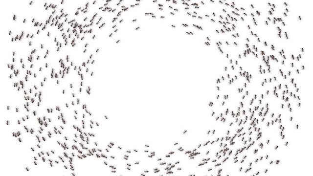 Big school of ants.