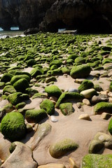 Bemooste Steine am Strand