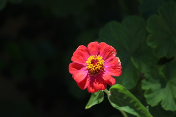 Fototapeta premium red flower