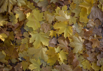 Yellow leaves underfoot.