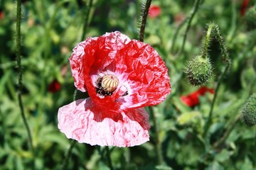 poppy in a field