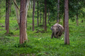 Fototapeta na wymiar Asian wild elephant Kuiburi National Park, Thailand