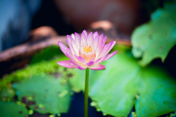 Beautiful pink waterlily or lotus flower in pond.