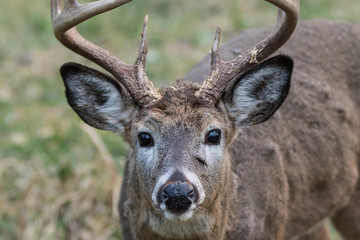 White-tailed Deer taken in southern MN in the wild