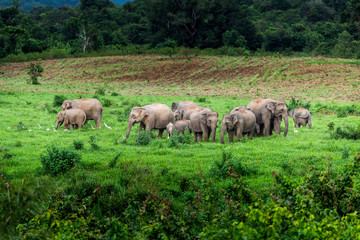 Asian wild elephant Kuiburi National Park, Thailand