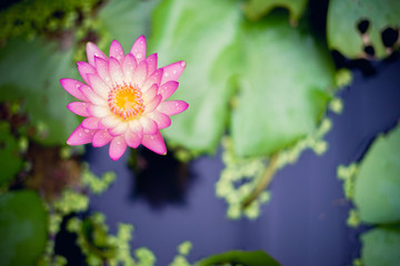 Beautiful pink waterlily or lotus flower in pond.
