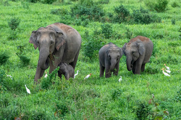 Obraz premium Asian wild elephant Kuiburi National Park, Thailand