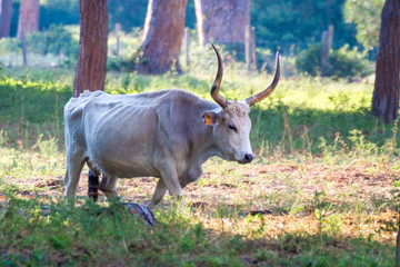 Alberese (Gr), Italy, cow in the Maremma Regional Park