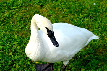 goose2