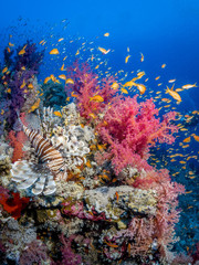 Rotfeuerfisch und bunte Korallen an einem Korallenriff im Roten Meer in Ägypten