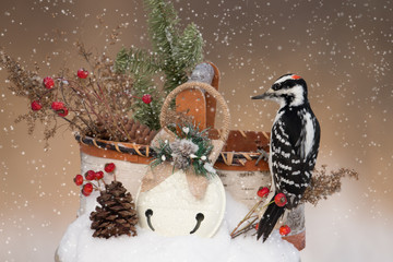 Holiday, Hairy Woodpecker taken in central MN