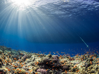 Fototapeta na wymiar Korallenriff mit Schiff im Roten Meer in Ägypten