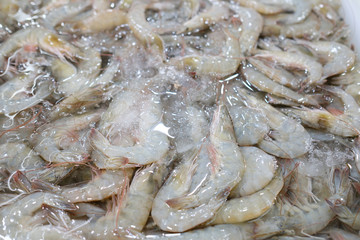 Seafood on ice at the fish market