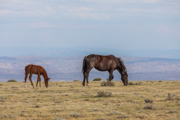 Wild Horse Mare and Foal