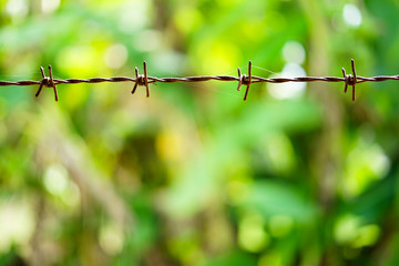 Old rusty barbed fence with green garden, outdoor brake background closed up.
