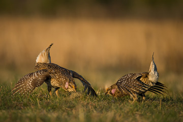 Sharp-tailed Grouse taken in Minnesota