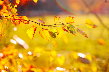 Autumn leaves background in sunny day