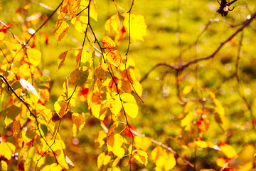 Autumn leaves background in sunny day