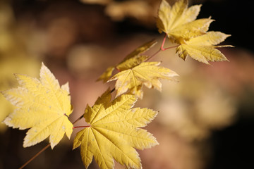 Autumn leaves Lake Tahoe