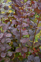 Autumn leaves after the rain