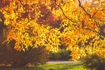 Autumn leaves background in sunny day