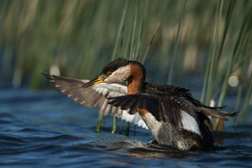 Red-necked Grebe wing strech taken in central MN