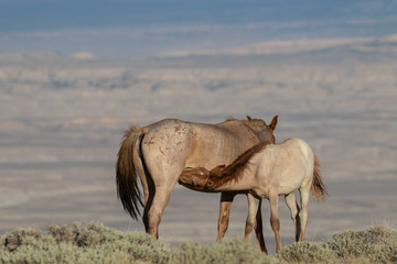 Wild Horse Mare and Foal