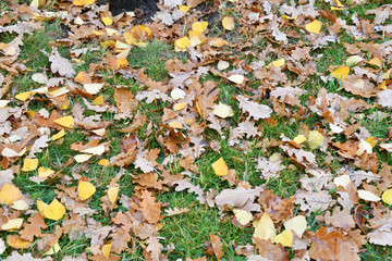 Autumn leaves after the rain