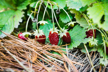 Red ripe wild strawberry on plant in the forest. Selective focus. Shallow depth of field.