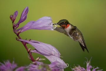 Ruby-throated Hummingbird male at flower taken in central MN in the wild