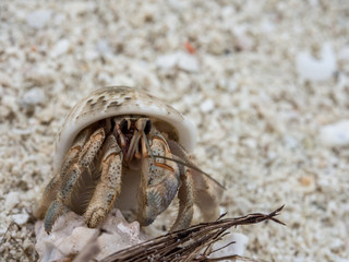 Krebs in Muschel am Strand auf den Malediven