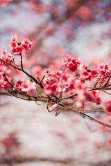 cherry blossom in spring