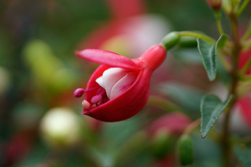 Fuchsie