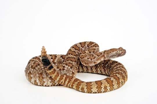 Basilisken-Klapperschlange (Crotalus basiliscus) - Mexican west coast rattlesnake 