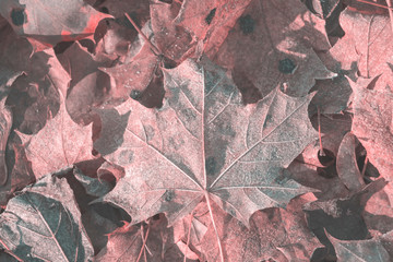 Frosted fallen dead maple leaves. Closeup. Nature background. Pink.
