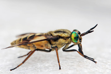 Horsefly  is a predator, actively attacking humans and animals.