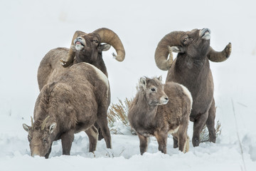 Bighorn Sheep ram taken in western Wyoming in the wild