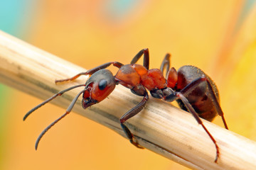 Ant sitting on a stalk of grass.
