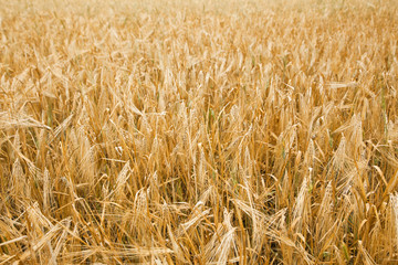 Grain gold field