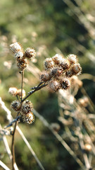 Distel