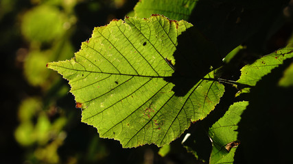 Haselnussblatt