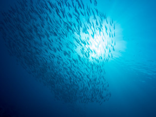 Swarm