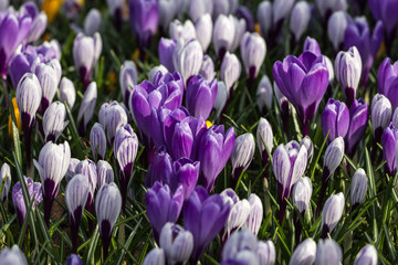 Violet spring flowers in the garden