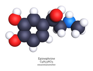Epinephrine neurotransmitter and hormone shown as a molecular model