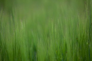 Green spikelets. Blur background