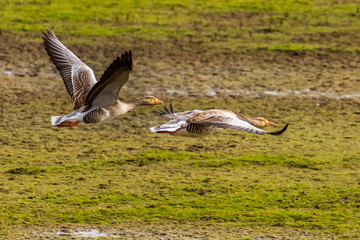 Two geese in flight over the country