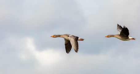 Two geese, flying one behind the other, tune their wings.